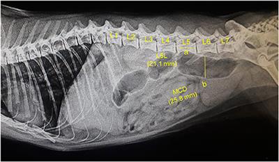 Use of radiographic and histologic scores to evaluate cats with idiopathic megacolon grouped based on the duration of their clinical signs